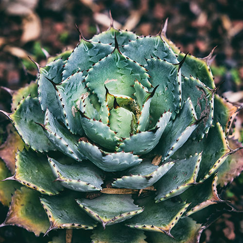 Luettelo monivuotisista kasveista