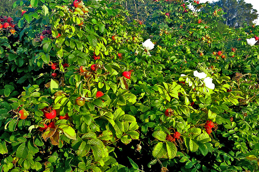 Perennat DĘBSCY-taimitarhassa