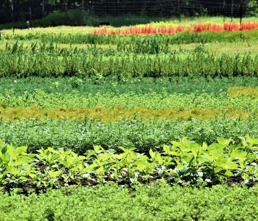 Kasvit taimitarhassa