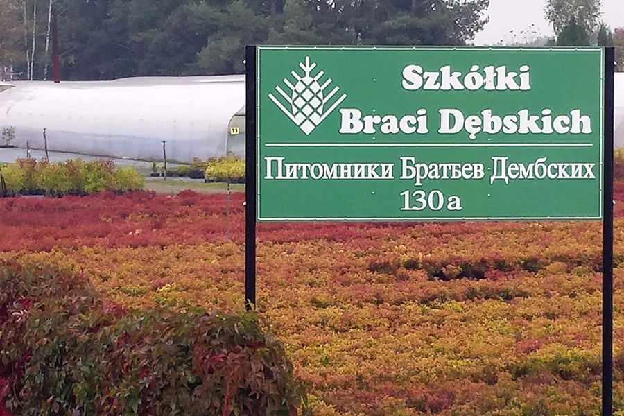 Perennat kukkakasvit