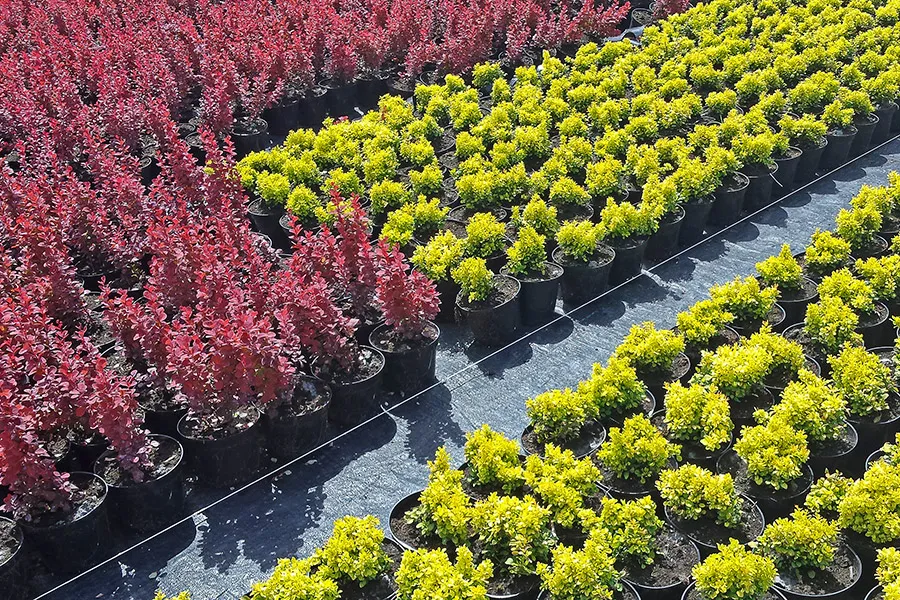 Ajotie taimitarhaamme