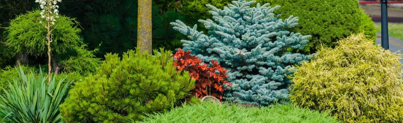 Suuri pelto, jossa on taimitarha puista ja pensaista